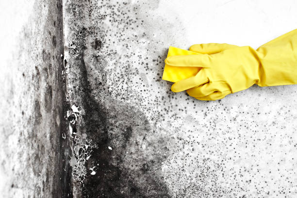 Best Mold Removal Company Near Me  in Larned, KS