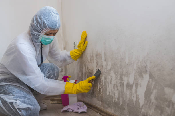 Larned, KS Mold Removal Company