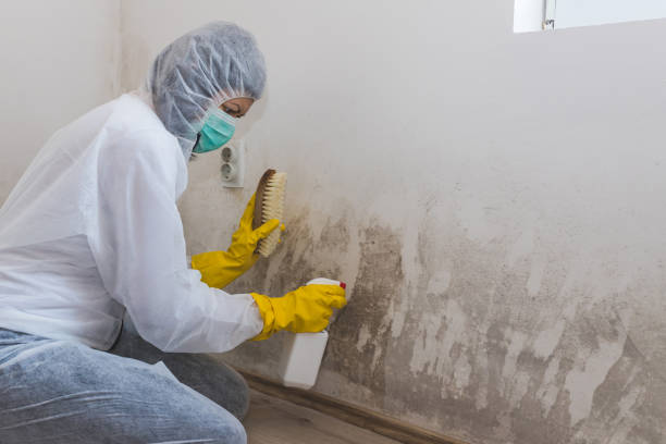 Best Mold Removal Company Near Me  in Larned, KS