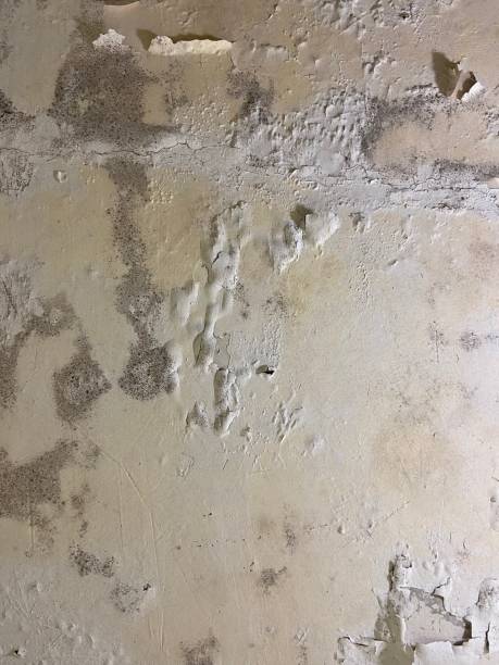 Best Commercial Mold Removal  in Larned, KS