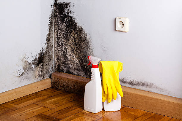Best Mold Remediation  in Larned, KS