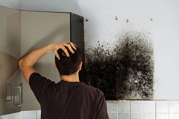 Best Mold Damage Repair  in Larned, KS
