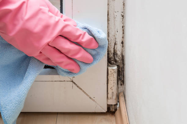 Best Home Mold Removal  in Larned, KS