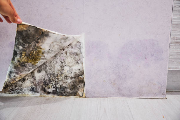 Best Mold Remediation  in Larned, KS